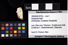 Foto (Objket + Etiketten) von Decapoda indet. 